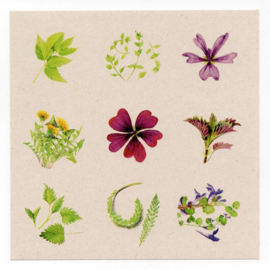 Postkaart - Set van 6 kaarten met Wildpluk Recepten en 18 stickers - Tanja Hilgers