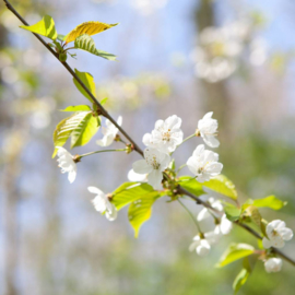 Werfzeep - Bloesemzeep met bloesems van amandel, kers en neroli - 100 gr