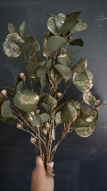 Eucalyptus tak met goud