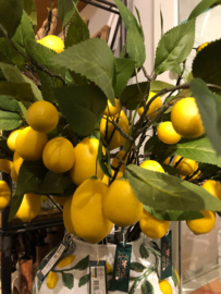 House of Nature  Branch Lemon