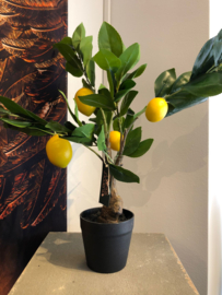 House of Nature Lemon Tree in pot 50cm