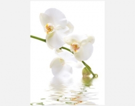 Mantiburi Fotobehang Orchidee water