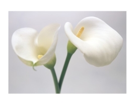 Mantiburi Fotobehang Calla Lily Duett 43