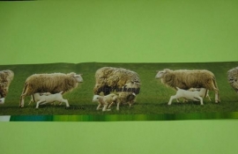 dieren schapen groen behangrand zelfklevend