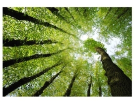 Mantiburi Fotobehang bos bomen