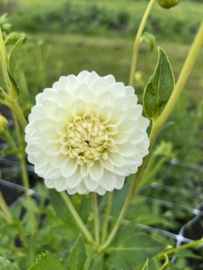 FLEUREL-dahliaknollen