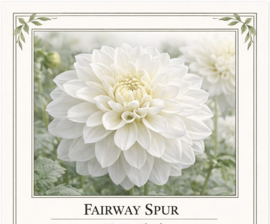 FLEUREL-dahliaknollen