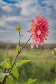 LABYRINTH-dahliaknol