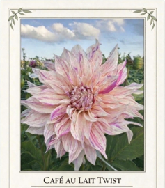 CAFÉ AU LAIT TWIST