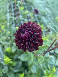 ARABIAN NIGHT dahlia-knollen