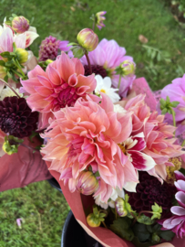 LABYRINTH-dahliaknol