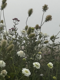 Scabiosa  caucasica ‘alba’