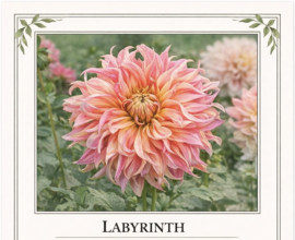 LABYRINTH-dahliaknol