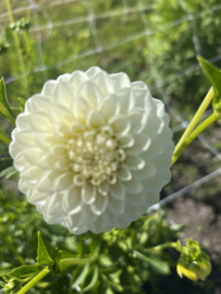 FLEUREL-dahliaknollen