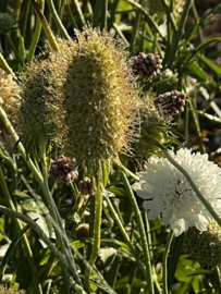 Scabiosa  caucasica ‘alba’