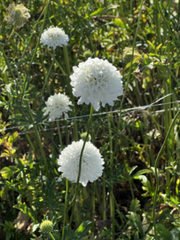 Scabiosa  caucasica ‘alba’