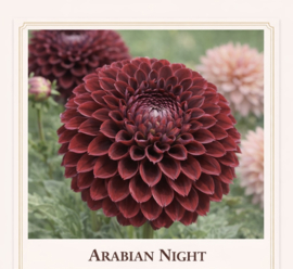ARABIAN NIGHT dahlia-knollen