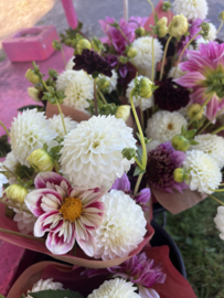 FLEUREL-dahliaknollen