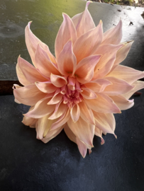 LABYRINTH-dahliaknol