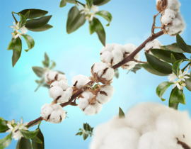 Cotton 1 Liter (Caresse de Coton)