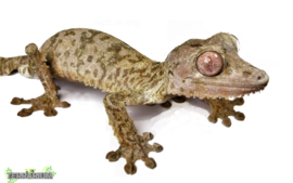 Uroplatus henkeli / Leaftail gekko- Care