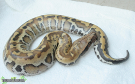 Python curtus 'complex' / Shorttail python - Care