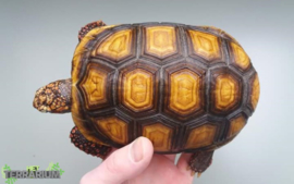 Chelonoidis carbonarius / Redfooted tortoise - Care