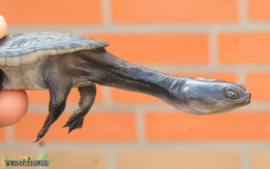 Chelodina oblonga (rugosa) / Oostelijke slangennek schildpad - Care