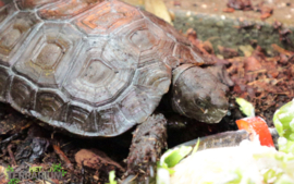 Manouria emys / Burmese mountain tortoise - Care