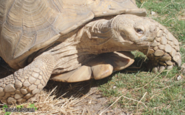 Centrochelys sulcata / African spurthigh tortoise- Care