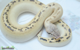 Python curtus 'complex' / Shorttail python - Care