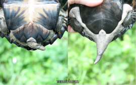 Siebenrockiella crassicollis / Zwarte dikkopschildpad - Care