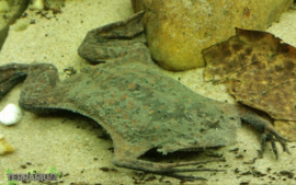 Pipa pipa / Surinam toad - Care