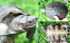 Heosemys grandis / Chinese woodturtle - Care