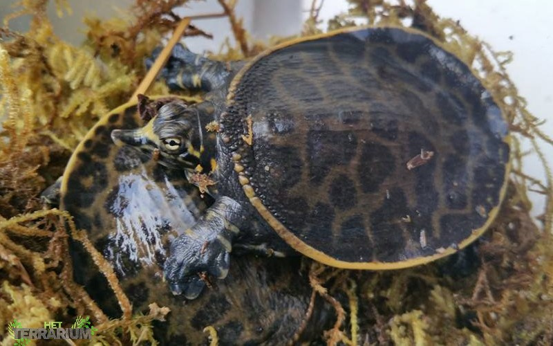 Apalone ferox / Florida softshell turtle - Care