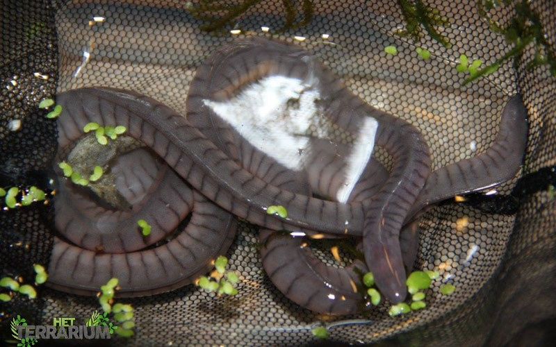 Potomotyphlus kaupii / Peruaanse wormsalamander- Care