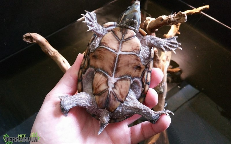 Bloemlezing overschot wetgeving Sternotherus odoratus / Gewone muskusschildpad- Care | Info schildpadden |  Het Terrarium