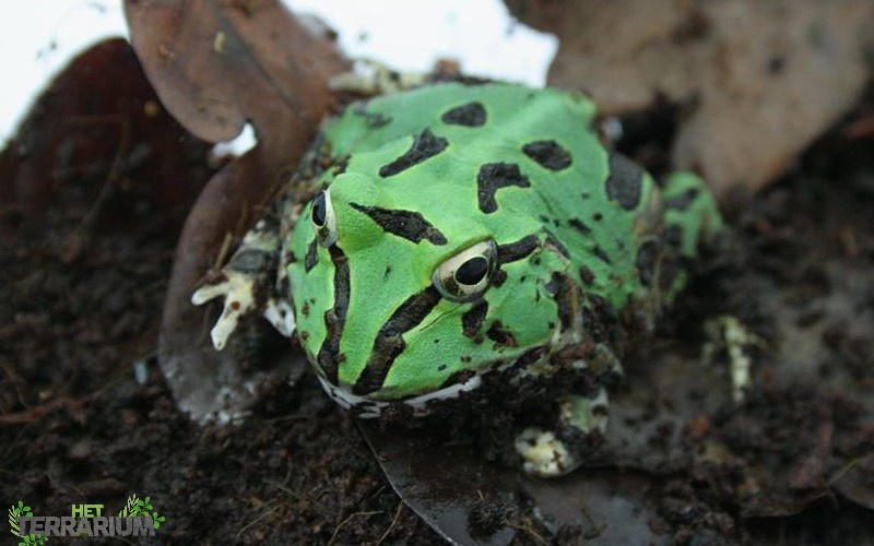Ceratophrys stolzmanni / Horned frog- Care