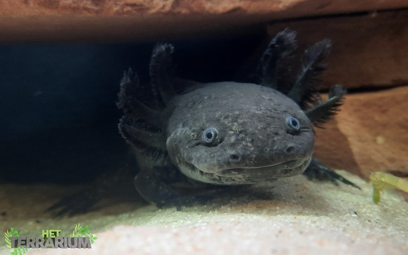 Ambystoma Mexicanum Axolotl Care Info Amphibians Het Terrarium