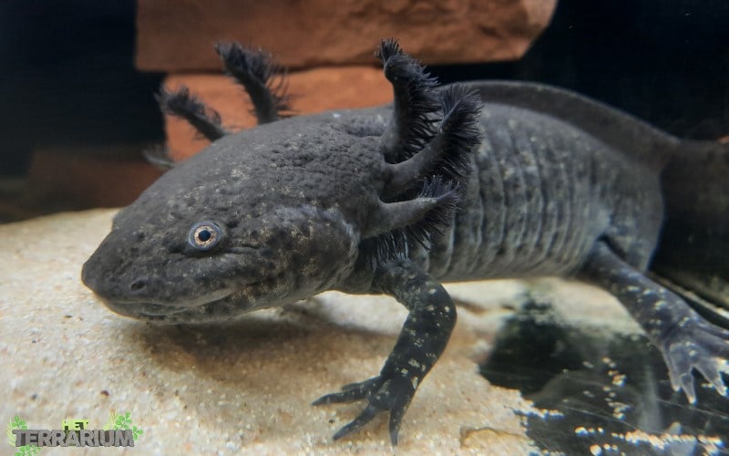 how difficult is it to take care of an axolotl