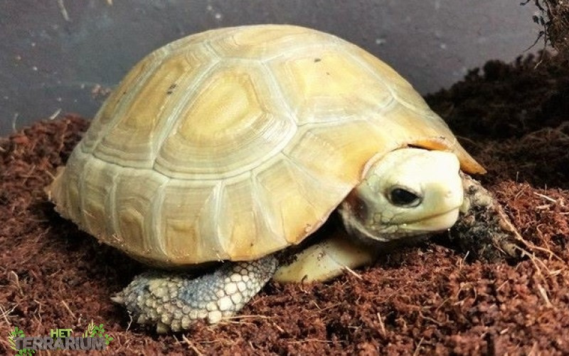 Tortoise elongated Elongated Tortoise