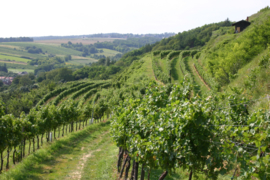 Gruner Veltliner - Vom Haus, Weingut Pfaffl Niederösterreich