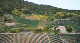 Riesling - Trocken Vom Schiefer, Ansgar-Clüsserath