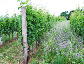 Riesling - Clemens Busch,  Mosel Gutswein Trocken