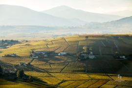 Gamay -  Cru Morgon, Maison J. Thorin, Beaujolais