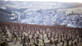 Sauvignon Blanc - Saint Bris Bourgogne - Domaine Mauperthuis