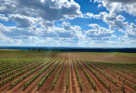 Tempranillo - Rosé  Dominio de Otero - Castilla y Leon