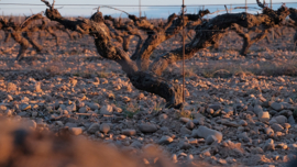 Verdejo - Escudero Valdelagunde, Rueda