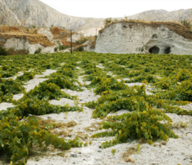 Assyrtiko  - Cuvee Evdemon,  Argyros, Santorini, Griekenland