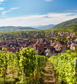 Pinot Noir - Elzas,  Cuvée Rene Dopff,  Dopff & Irion